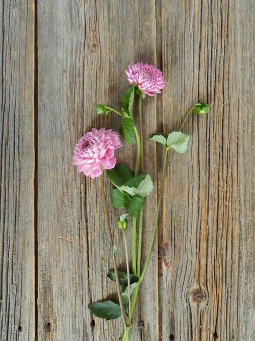 DARK PINK DAHLIA